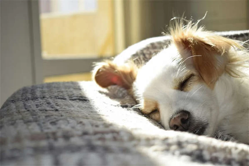 5 Proven Ways to Get Rid of Cat Pee Smell Fast