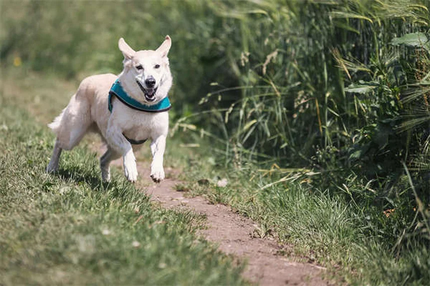 5 Best Independent Cat Breeds for Busy Pet Parents