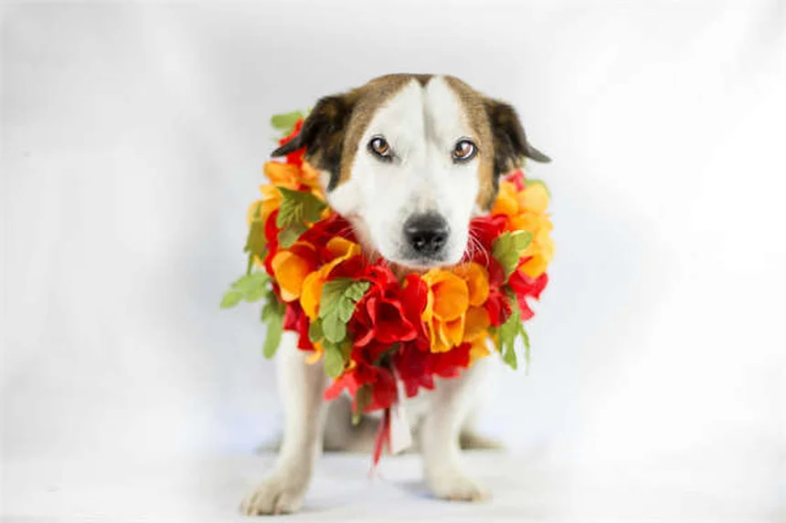 Cat Head Tilt: When to Worry & What It Means