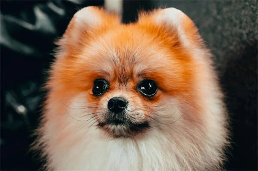 Why Is My Dog Not Drinking Water? 7 Common Causes & Solutions