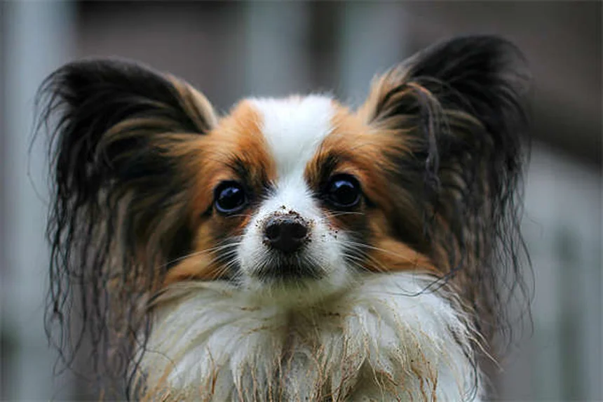 Why Do Dogs Sigh? 5 Surprising Reasons Behind That Dramatic Exhale
