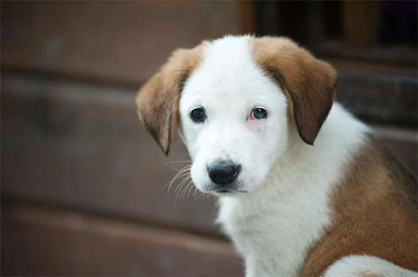 Flea Treatment Not Working? 5 Reasons Why & How to Fix It