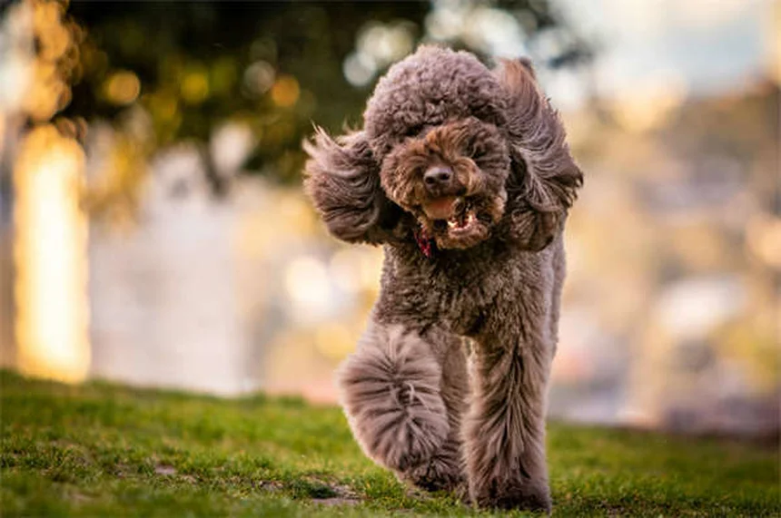 Dog C-Section: What Every Pet Owner Needs to Know