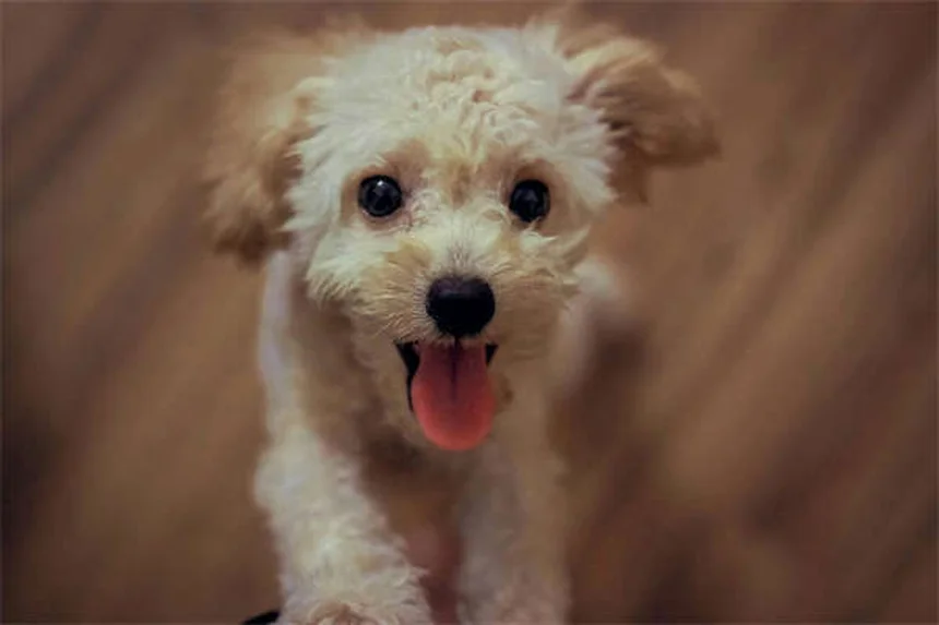Dog C-Section: What Every Pet Owner Needs to Know