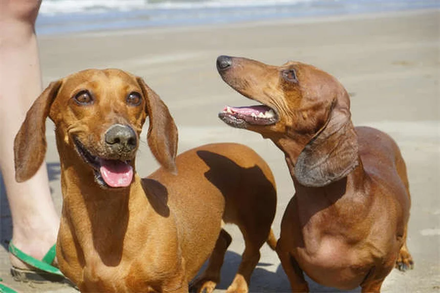 Dog C-Section: What Every Pet Owner Needs to Know