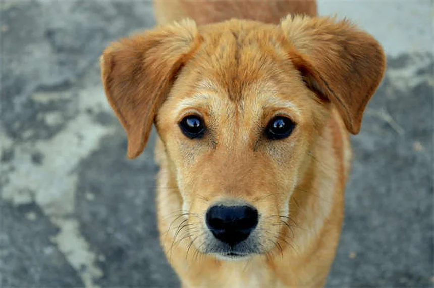 5 Proven Dog Calming Products That Actually Work (Backed by Science)