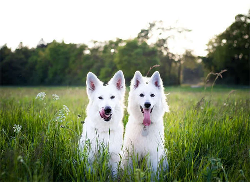 5 Proven Dog Calming Products That Actually Work (Backed by Science)