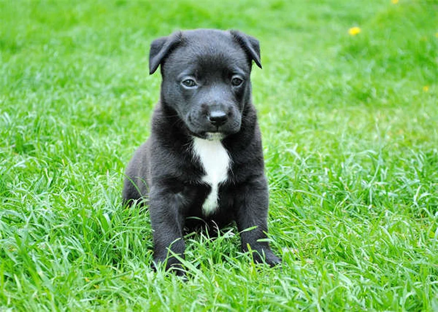 Why Do Dogs Sigh? 5 Surprising Reasons Behind That Dramatic Exhale