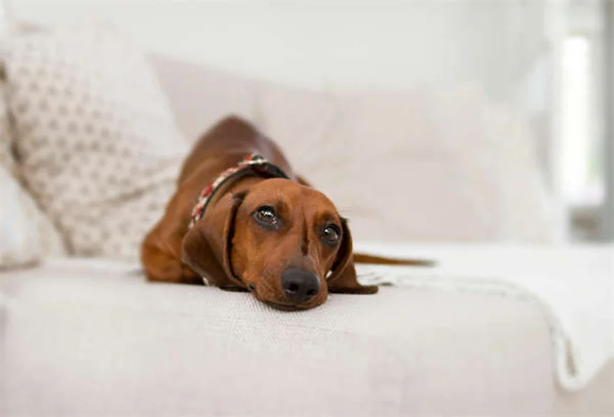 5 Proven Ways to Stop Compulsive Dog Behaviors Fast