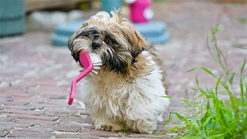 5 Proven Ways to Stop Compulsive Dog Behaviors Fast