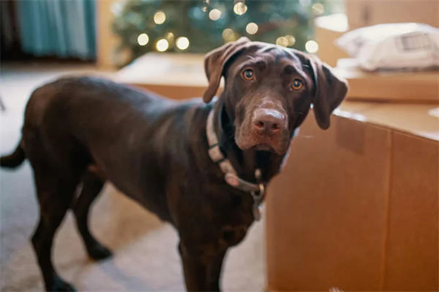 How to Pick Up a Puppy or Kitten Safely: 5 Expert Tips