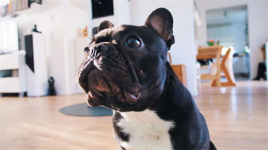 How to Pick Up a Puppy or Kitten Safely: 5 Expert Tips