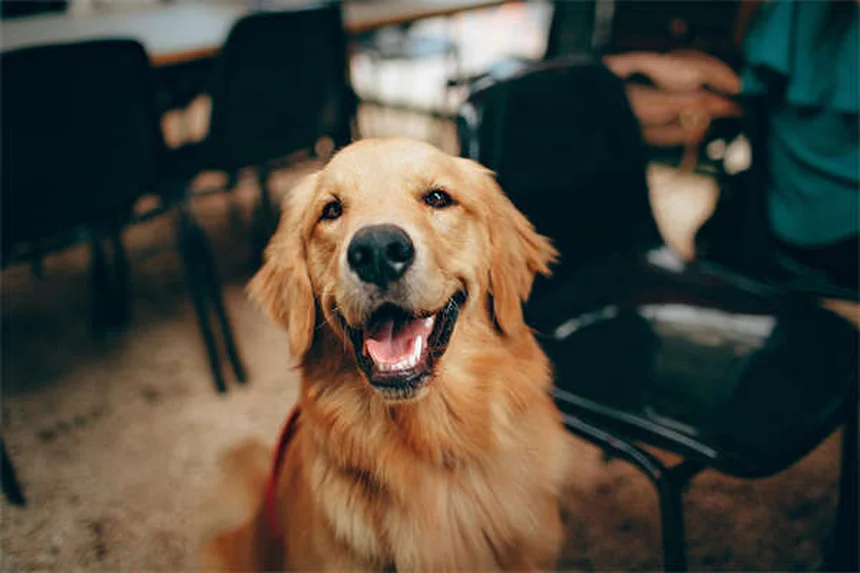 How to Help a Dog With Separation Anxiety: 5 Proven Solutions