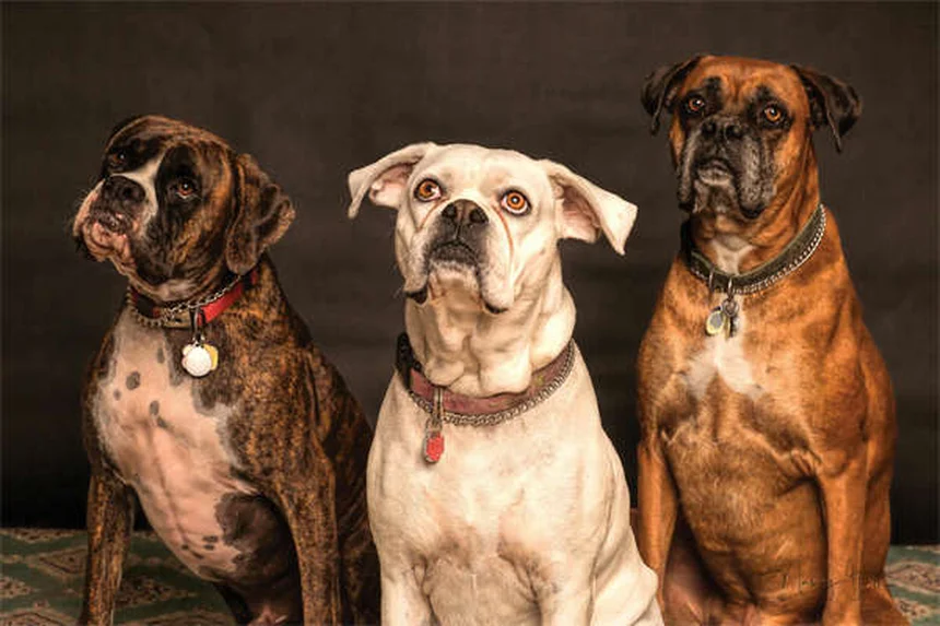 How to Help a Dog With Separation Anxiety: 5 Proven Solutions