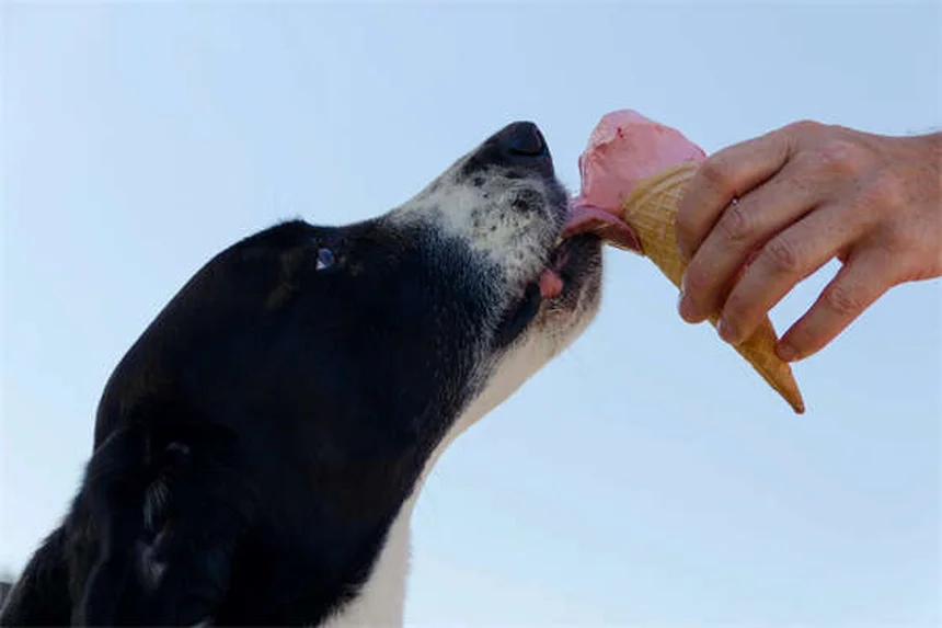 How to Train a Senior Dog: 7 Proven Tips for Success