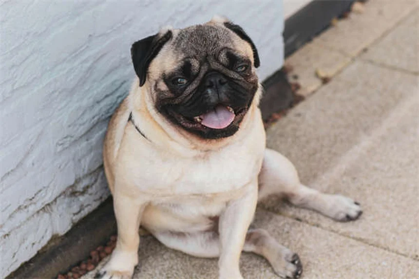 Dog Vomiting Blood? 5 Emergency Steps Every Owner Must Know