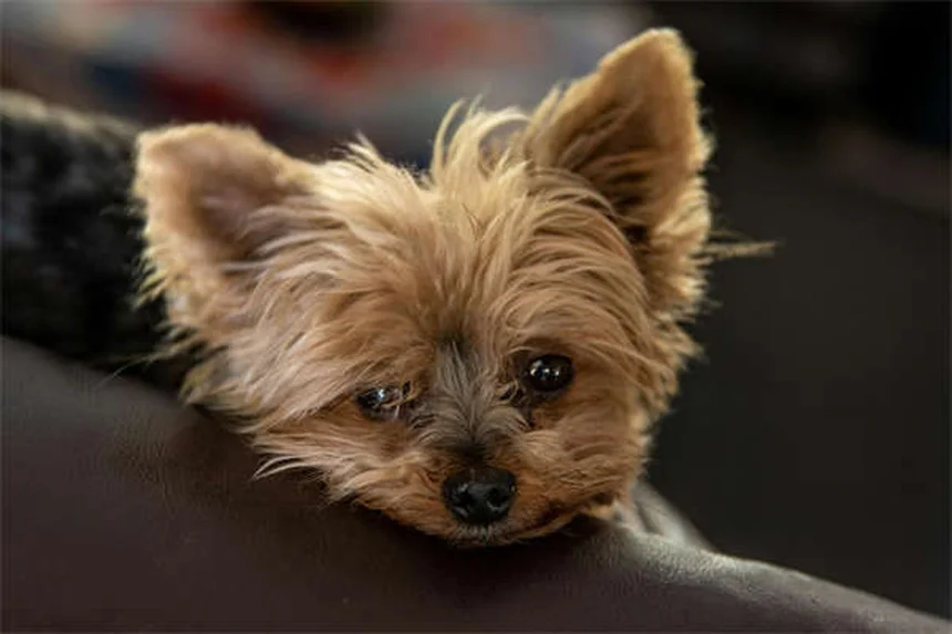 Dog Vomiting Blood? 5 Emergency Steps Every Owner Must Know