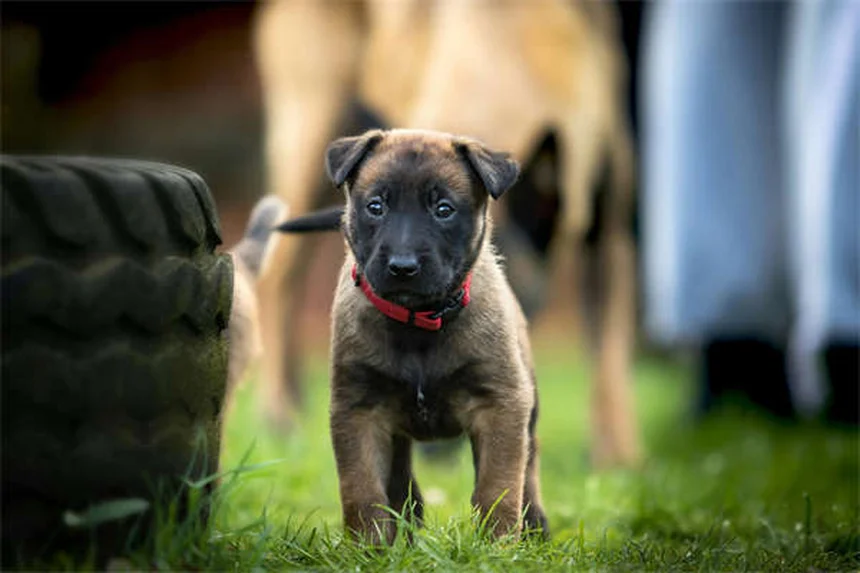 Temaril-P for Dogs: Uses, Dosage & Side Effects Explained