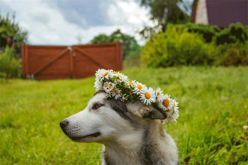 Temaril-P for Dogs: Uses, Dosage & Side Effects Explained
