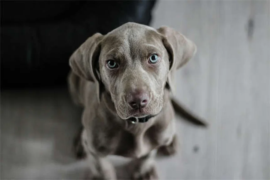 Temaril-P for Dogs: Uses, Dosage & Side Effects Explained