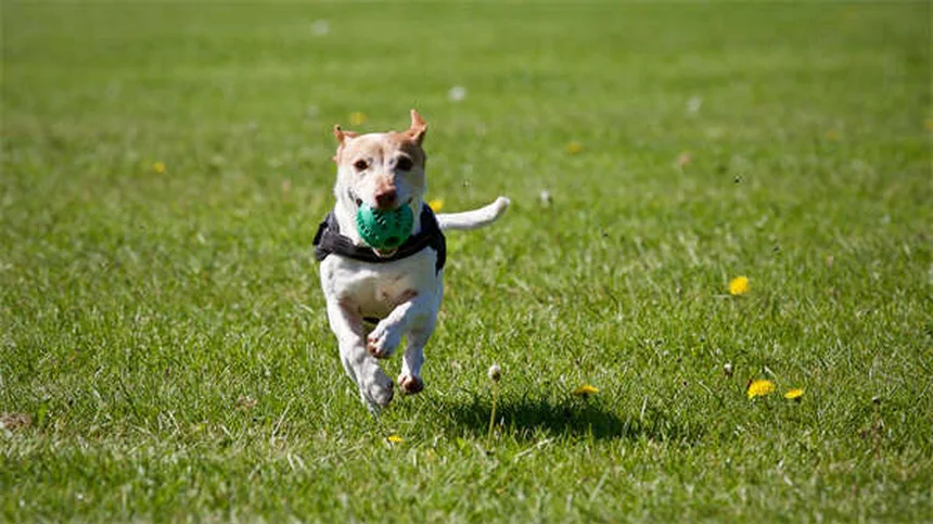 Temaril-P for Dogs: Uses, Dosage & Side Effects Explained