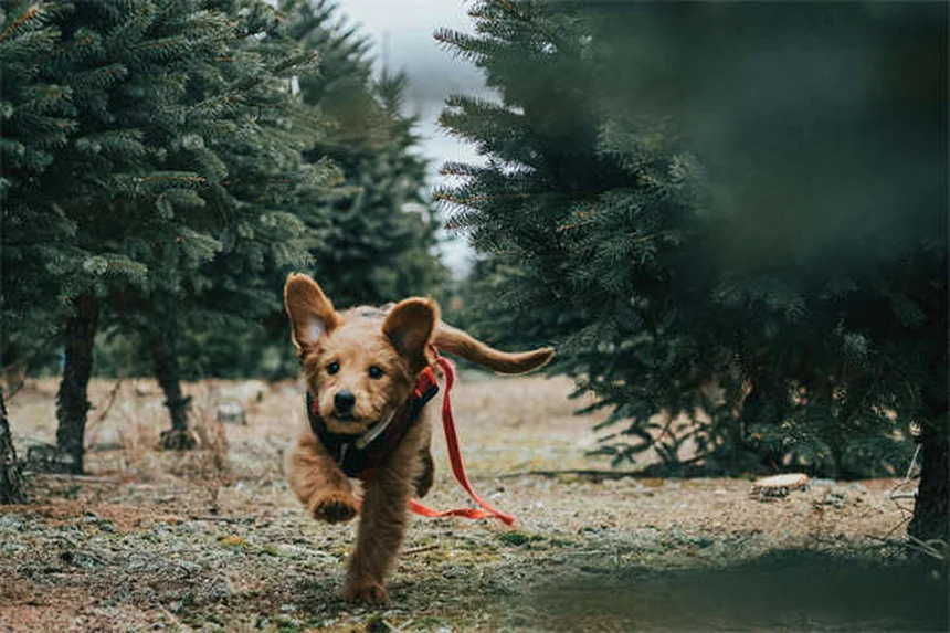Fibrosarcoma in Dogs: Symptoms, Treatment & Survival Guide