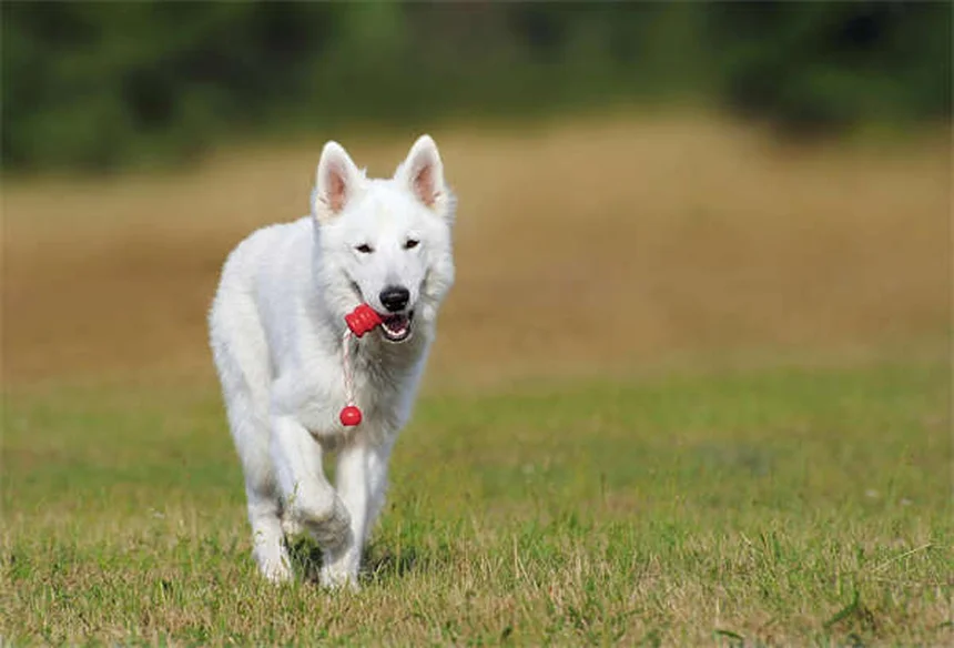 Tick Paralysis in Cats: Symptoms, Treatment & Prevention Tips