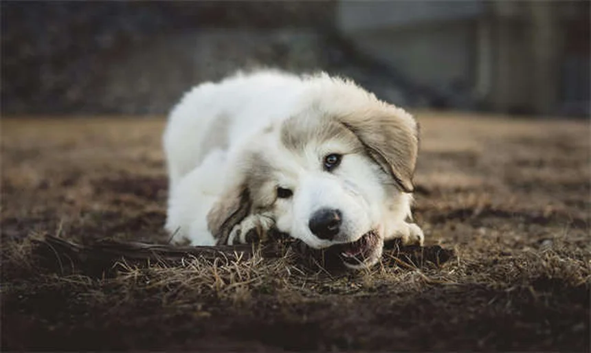 10 Dog Breeds That Can't Handle Cold Weather (And How to Keep Them Warm)