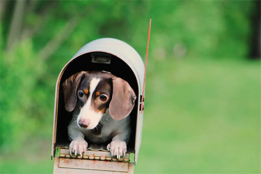 10 Dog Breeds That Can't Handle Cold Weather (And How to Keep Them Warm)