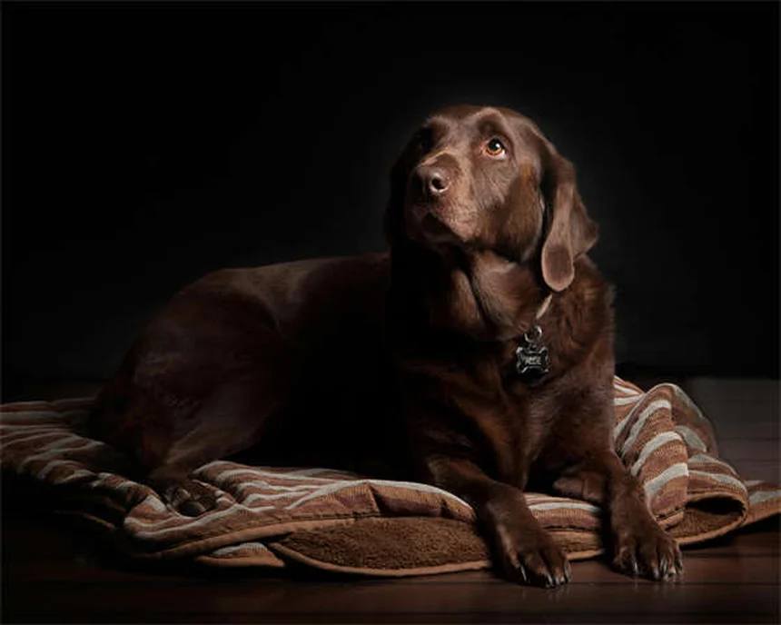 Best Puppy Food: 7 Nutrition Tips for Your Growing Dog