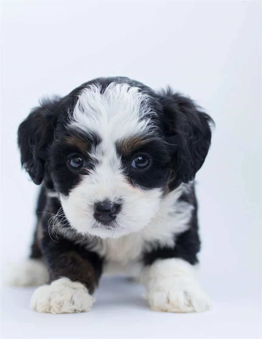 Best Puppy Food: 7 Nutrition Tips for Your Growing Dog