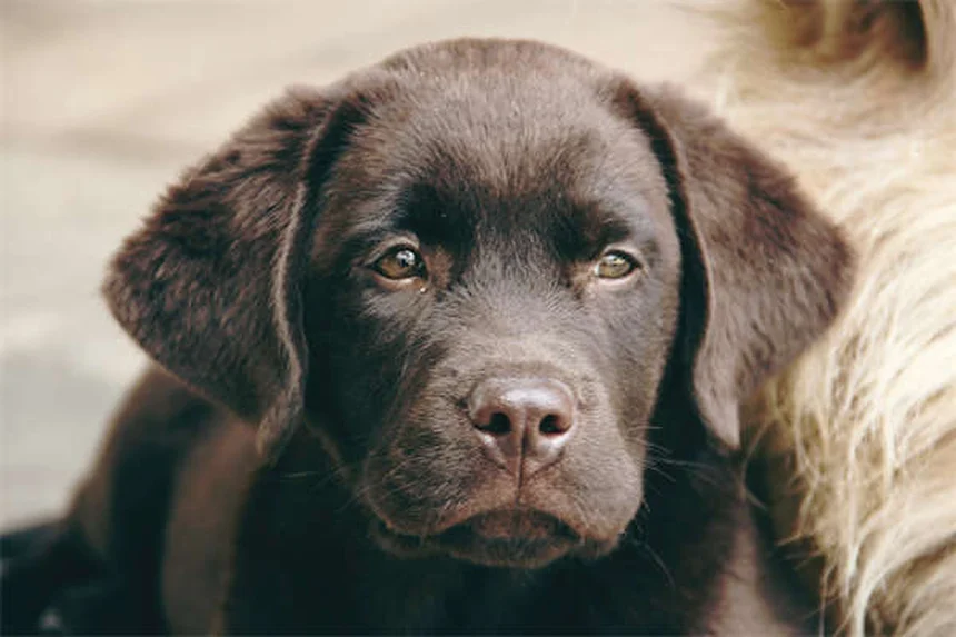 5 Proven Ways to Relieve Dog Arthritis Pain at Home