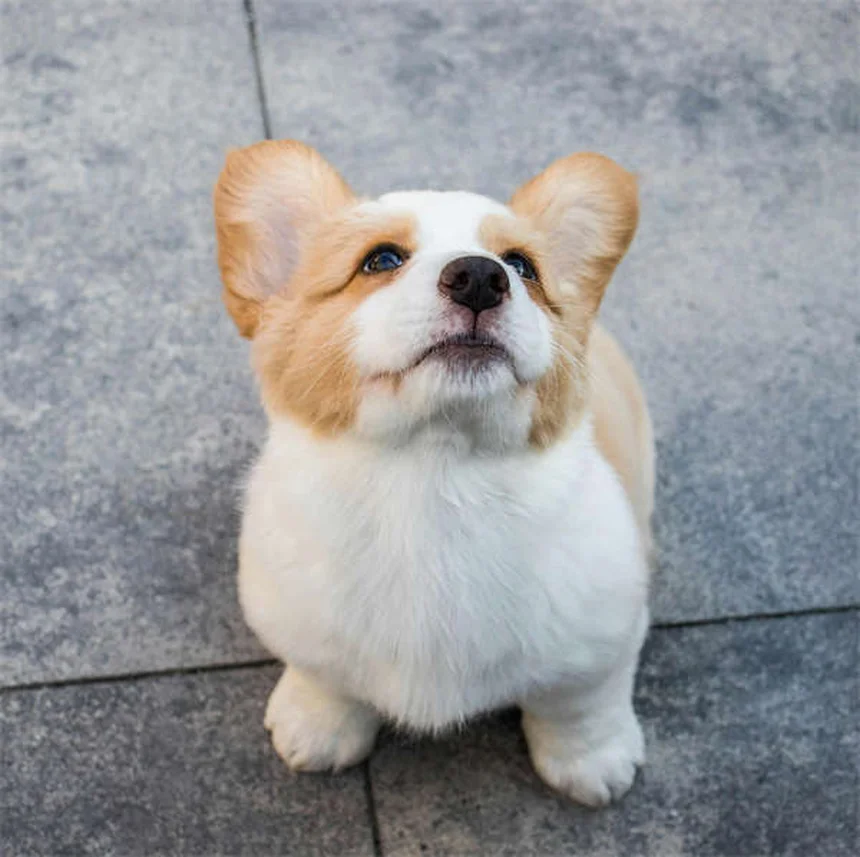 5 Proven Ways to Relieve Dog Arthritis Pain at Home
