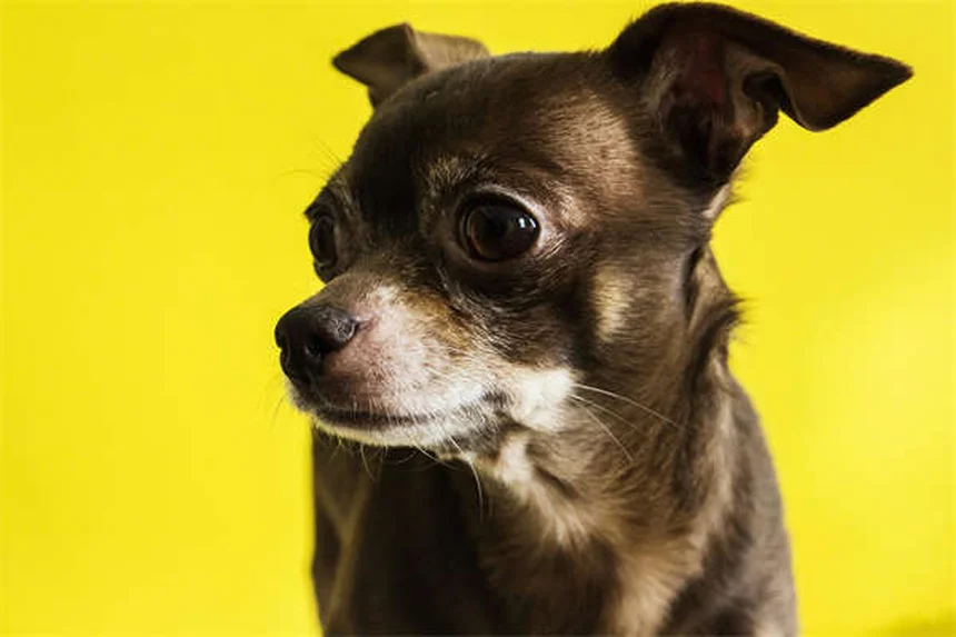 5 Proven Ways to Relieve Dog Arthritis Pain at Home