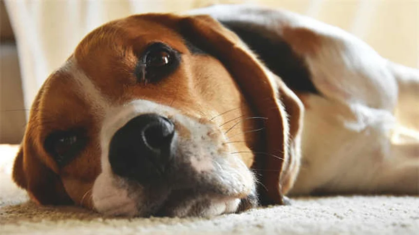 Do Dogs Get Embarrassed? 5 Signs You're Misreading