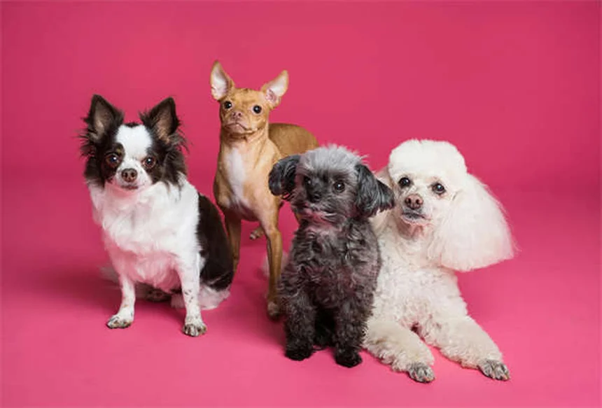 Dog Asthma: 5 Signs Your Pup Can't Breathe Right