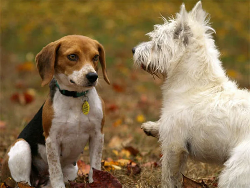 Dog Asthma: 5 Signs Your Pup Can't Breathe Right