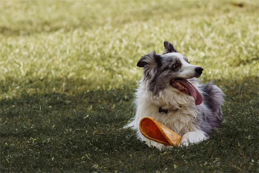 When Does a Pet Become a Senior? The Complete Guide to Senior Pet Care