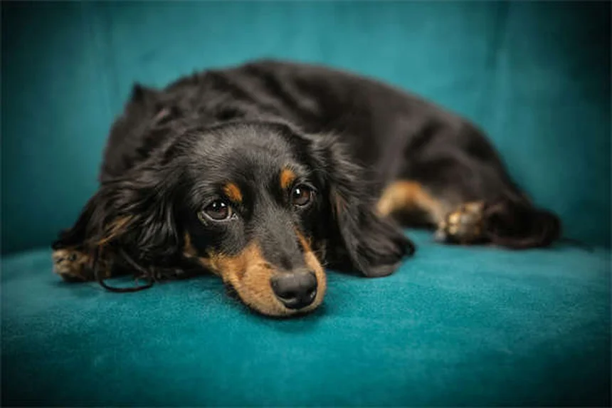 When Does a Pet Become a Senior? The Complete Guide to Senior Pet Care