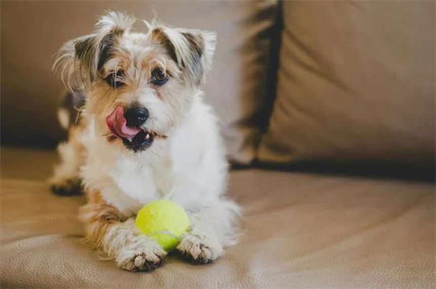 When Does a Pet Become a Senior? The Complete Guide to Senior Pet Care