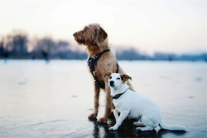 When Does a Pet Become a Senior? The Complete Guide to Senior Pet Care