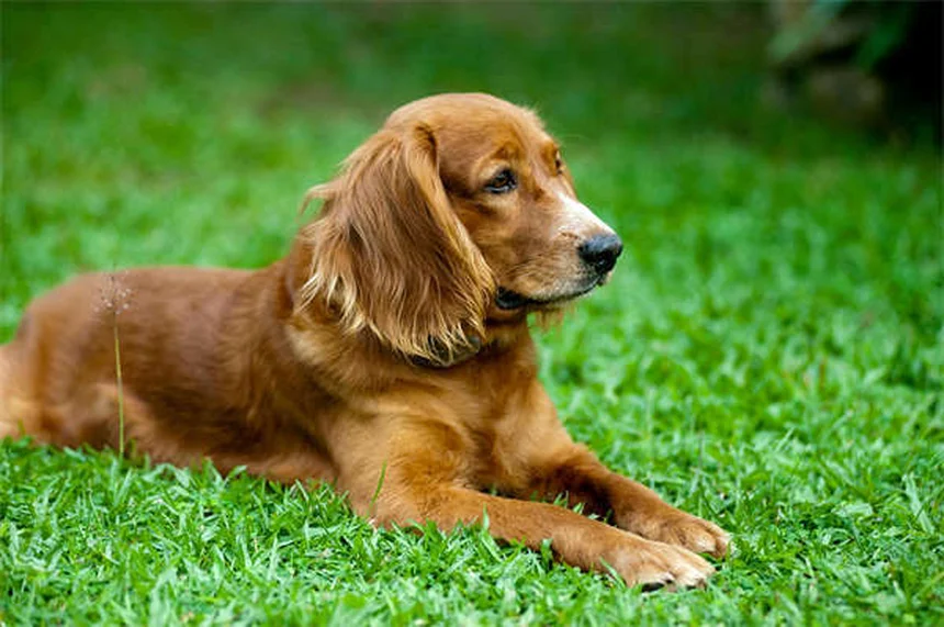 7 Best Enrichment Toys for Dogs That Keep Their Minds Sharp