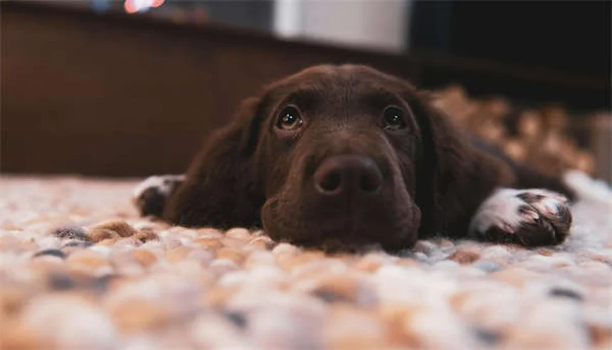 7 Best Enrichment Toys for Dogs That Keep Their Minds Sharp