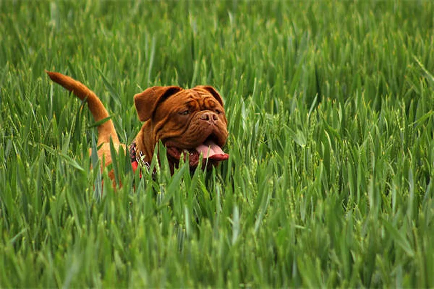 7 Best Enrichment Toys for Dogs That Keep Their Minds Sharp