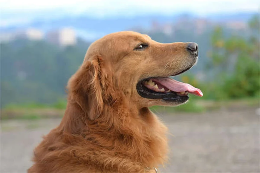Flea and Tick Prevention: 7 Common Mistakes to Avoid for Healthy Pets