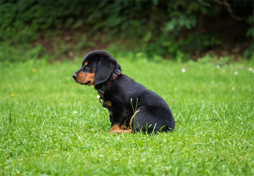 Flea and Tick Prevention: 7 Common Mistakes to Avoid for Healthy Pets