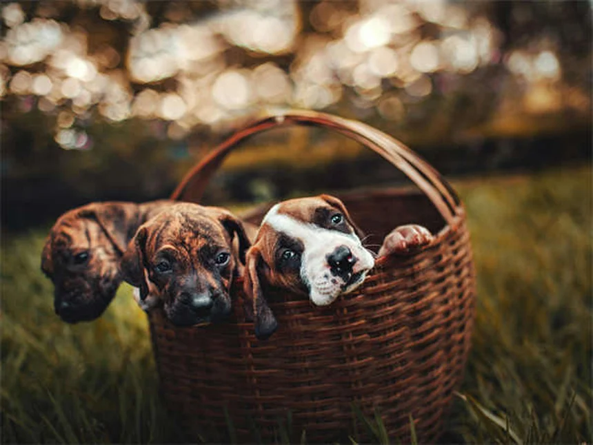 Pepcid for Pets: Safe Dosage & Side Effects Guide